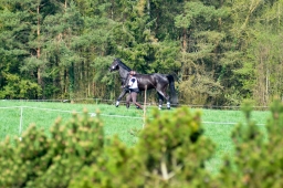 radolfzell-2015_cic1-052-jpg