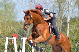 radolfzell-2015_cic1-145-jpg