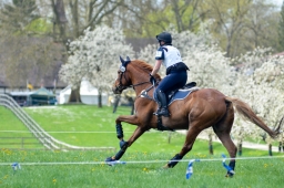 radolfzell-2015_cic1-176-jpg