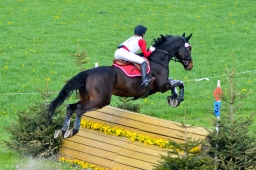 radolfzell-2015_cic1-178-jpg