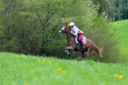 radolfzell-2015_cic1-212-jpg