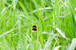 radolfzell-2015_cic1-224-jpg