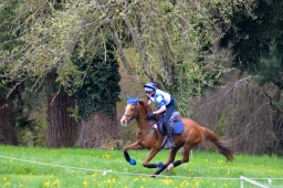 radolfzell-2015_cic1-247-jpg