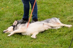 springen-sen_radolfzell-2016-024-jpg