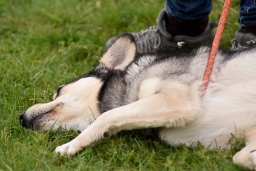 springen-sen_radolfzell-2016-025-jpg