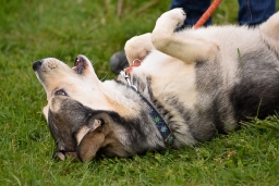 springen-sen_radolfzell-2016-026-jpg