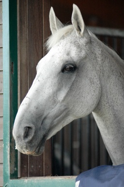 olympiasieger_schenefeld-012