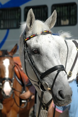 olympiasieger_schenefeld-013
