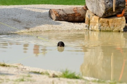 schwaiganger-2013_cic2-119-jpg