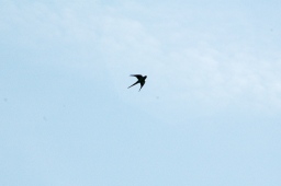 wiesbaden-2012_cic3-062-jpg