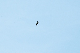 wiesbaden-2012_cic3-081-jpg