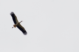 wiesbaden-2015_cic3-057-jpg