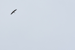 cic3_wiesbaden-2016-029-jpg