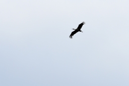 cic3_wiesbaden-2016-036-jpg