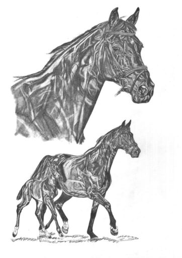 Zaresa von Caretino-Contender-Coriolan, 30x40 cm